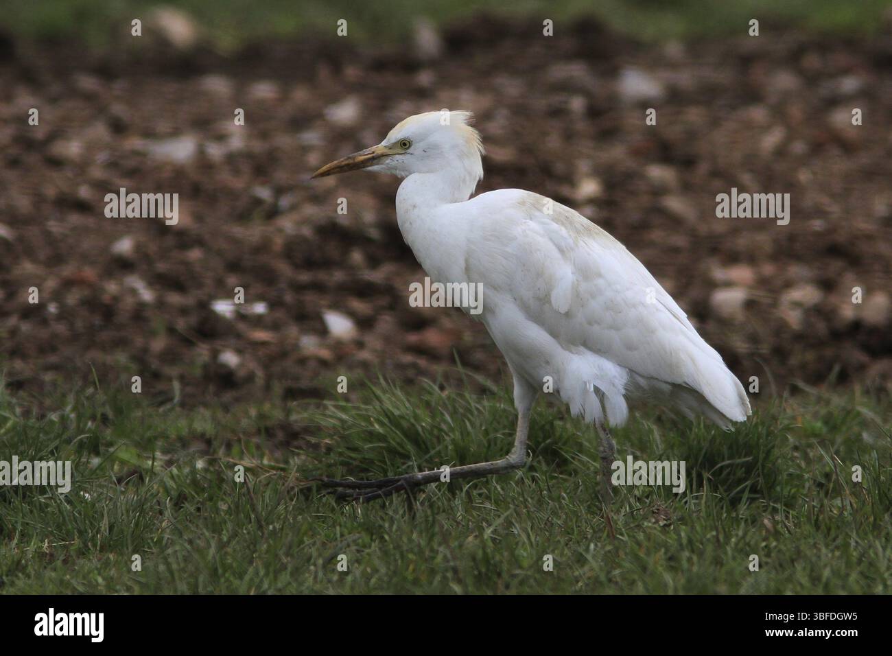 Cattle Egret (Bubulcus ibis Stock Photo - Alamy