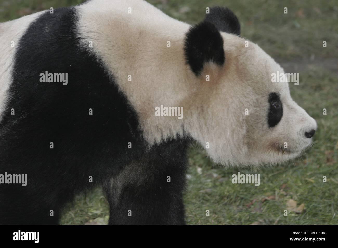 Giant panda bear (Ailuropoda melanoleuca Stock Photo - Alamy