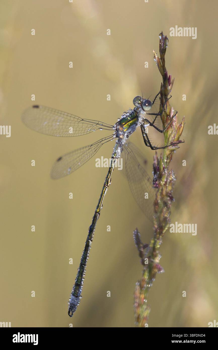 Emerald Damselfly (Lestes sponsa Stock Photo - Alamy