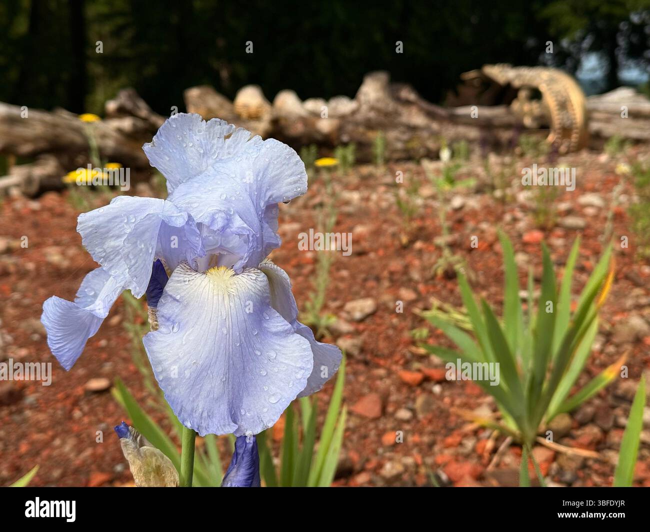Blue iris flower in the Amphitheatre for A Tree garden at Haigh County park in Wigan. With fallen tree and crown in background - Smartphone Captured Stock Image