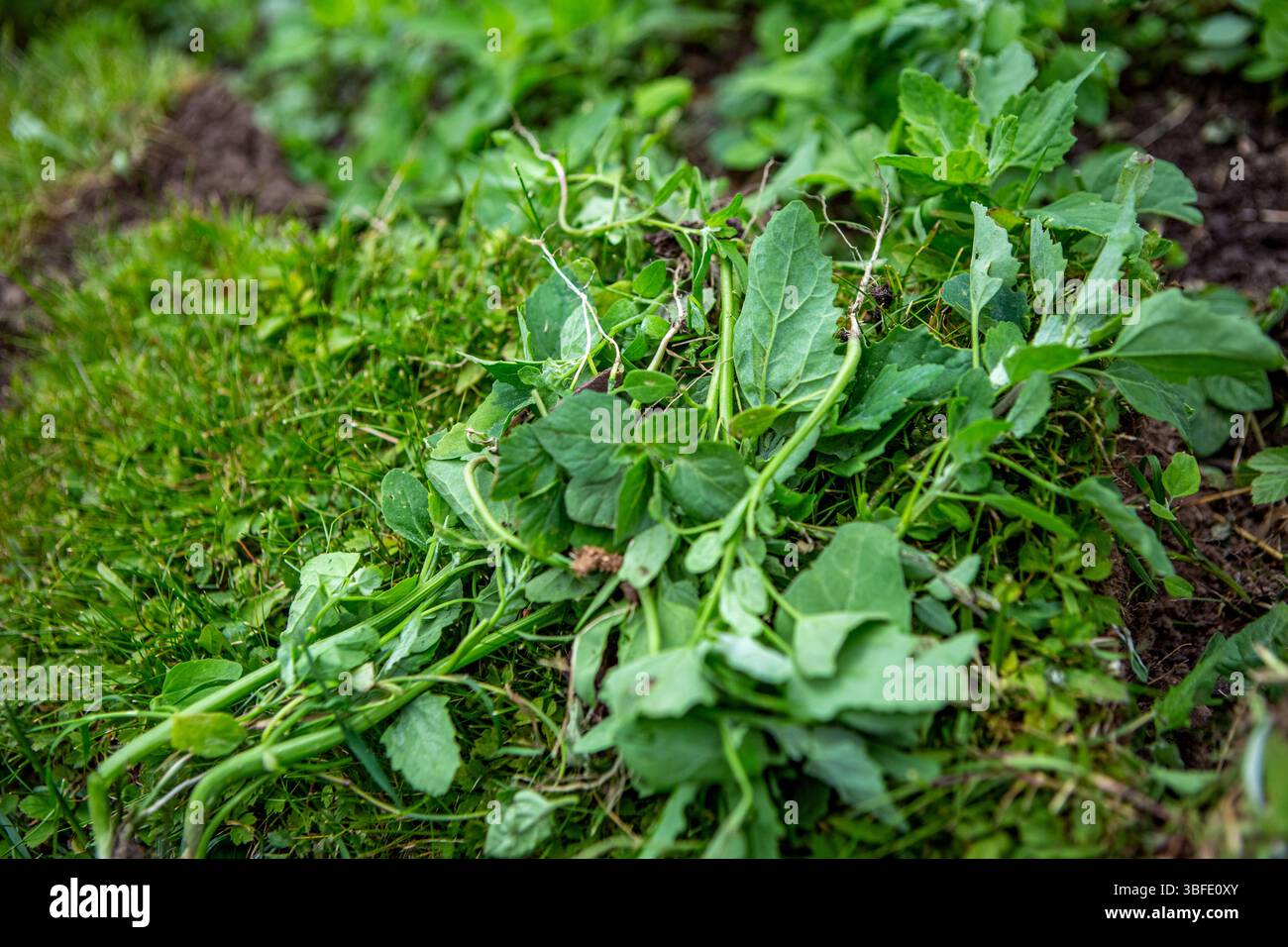 Field and garden weeds hi-res stock photography and images - Alamy