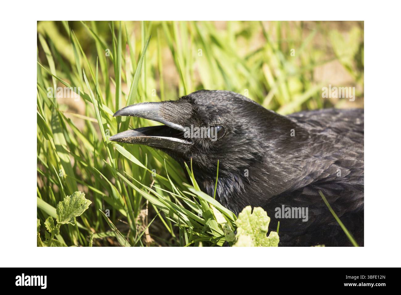 Bird and grass Cut Out Stock Images & Pictures - Alamy