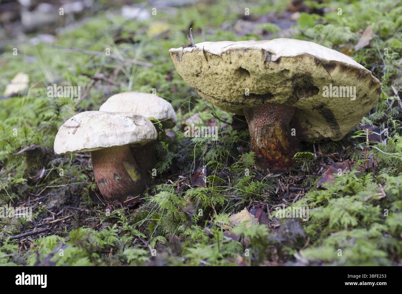 Boletus calopus (Boletus calopus Stock Photo - Alamy