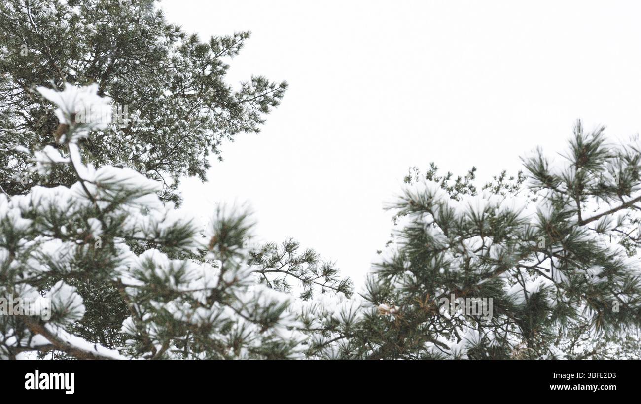 Cloudy winter sky through snow-covered pine branches, copy space Stock Photo