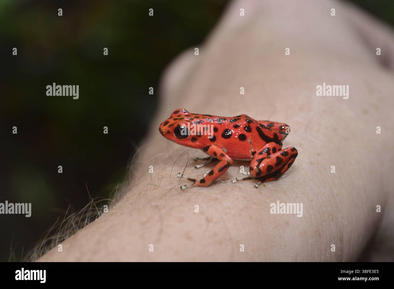 Strawberry frog (Oophaga pumilio Stock Photo - Alamy