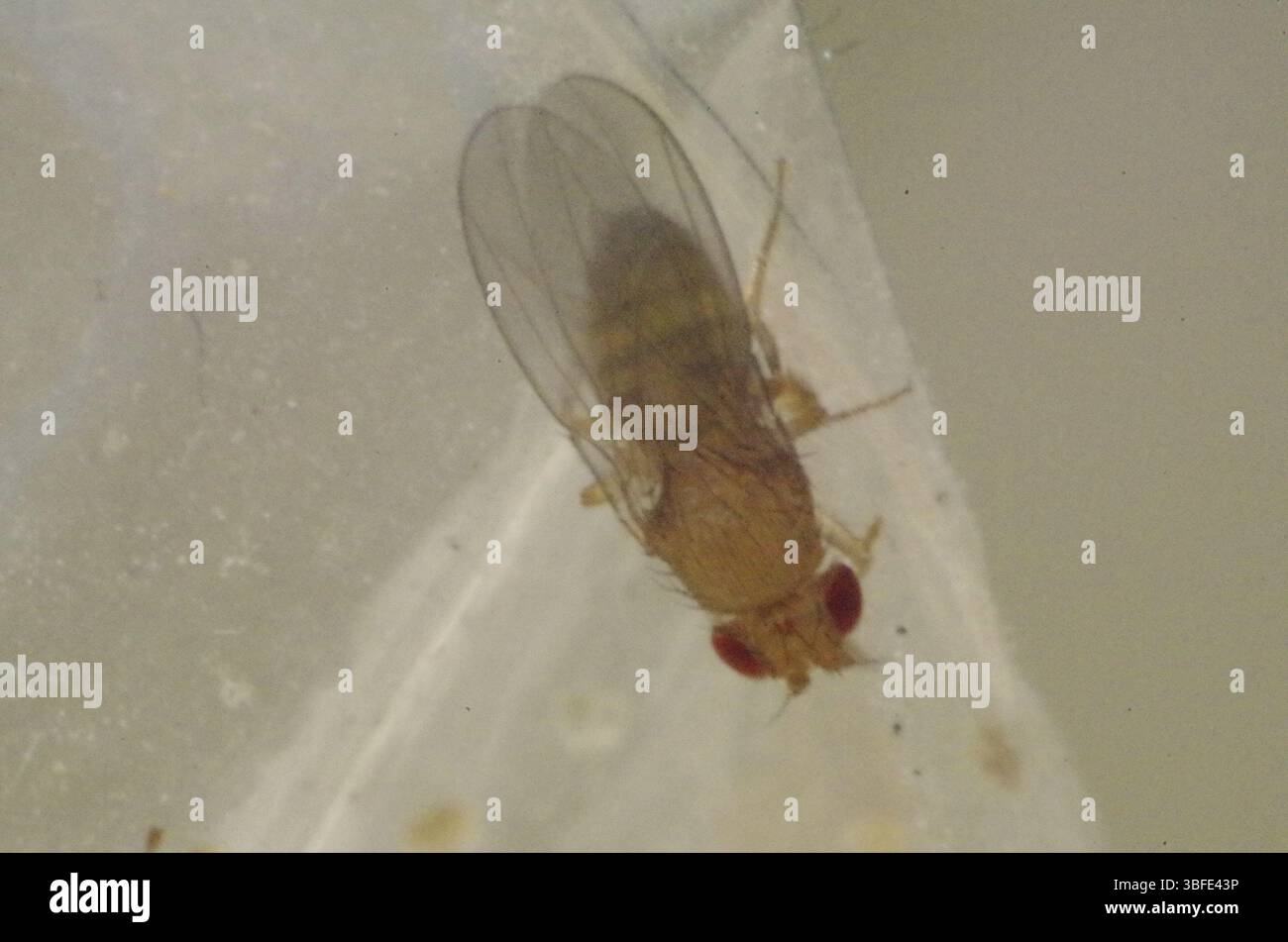Unlocking the Secrets of Drosophila: The Tiny Fruit Fly that's Revolutionizing Science