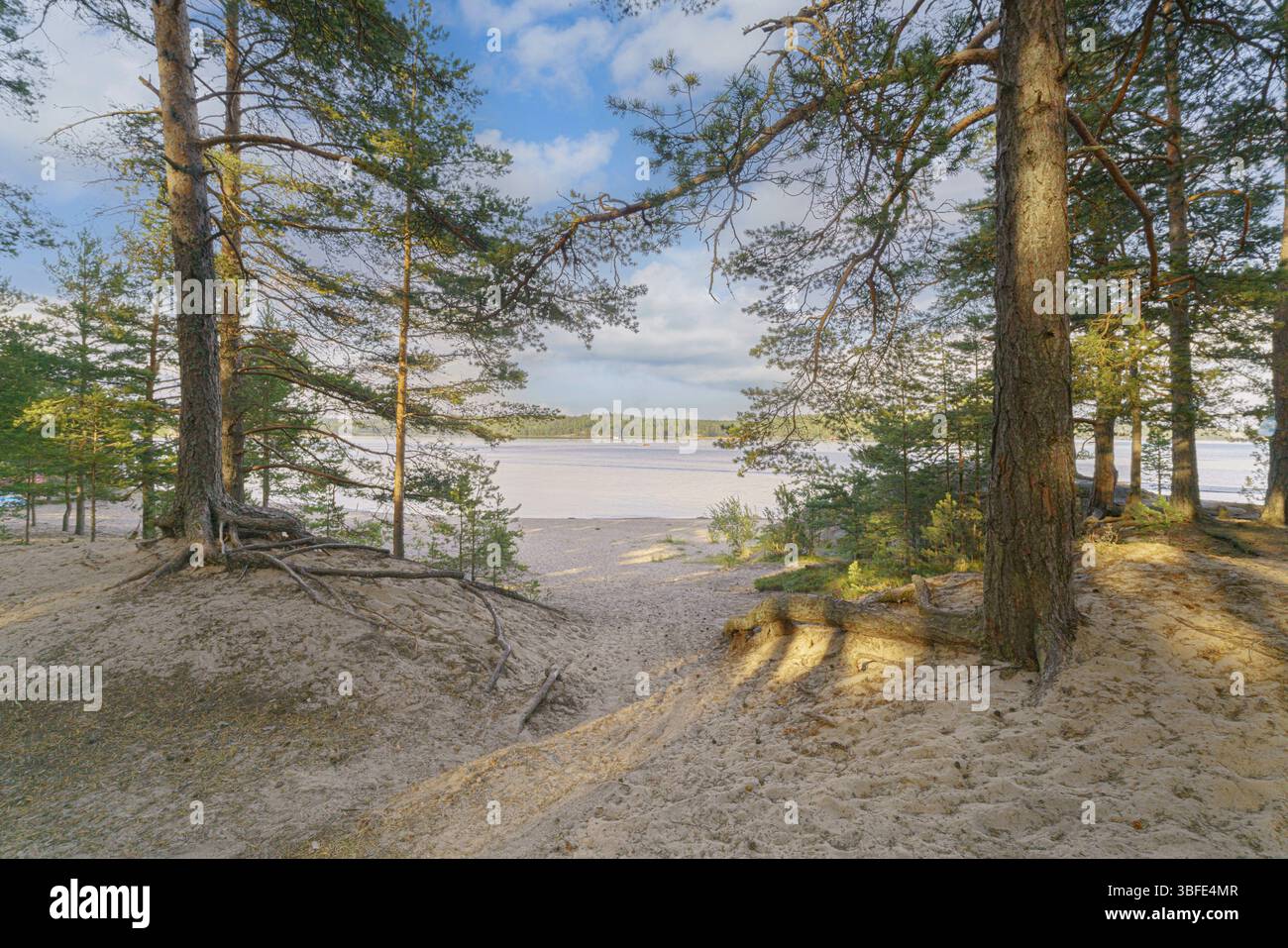 Pine trees on lake shore hi-res stock photography and images - Alamy