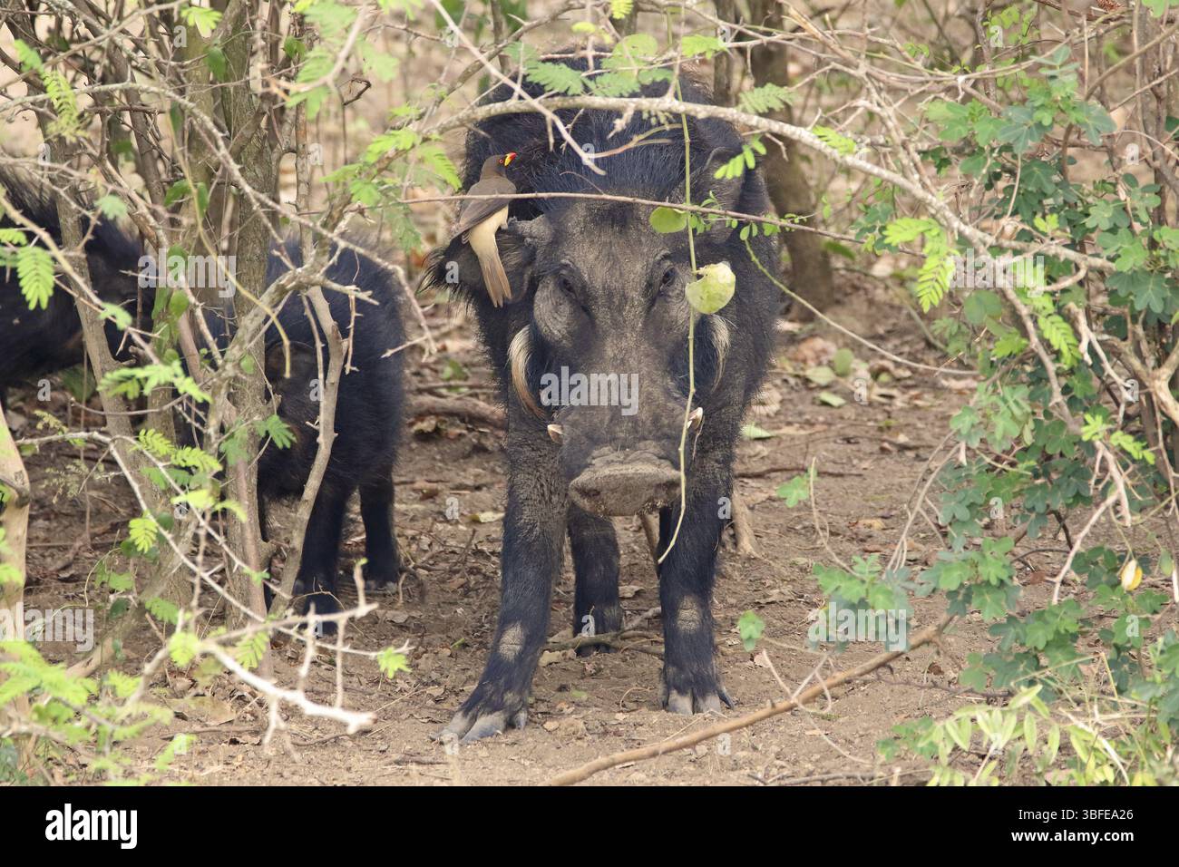 giant-forest-hog-hylochoerus-meinertzhageni-stock-photo-alamy