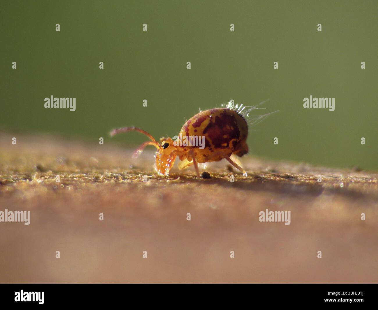 Ball jumper (Sminthurides indet.) Stock Photo