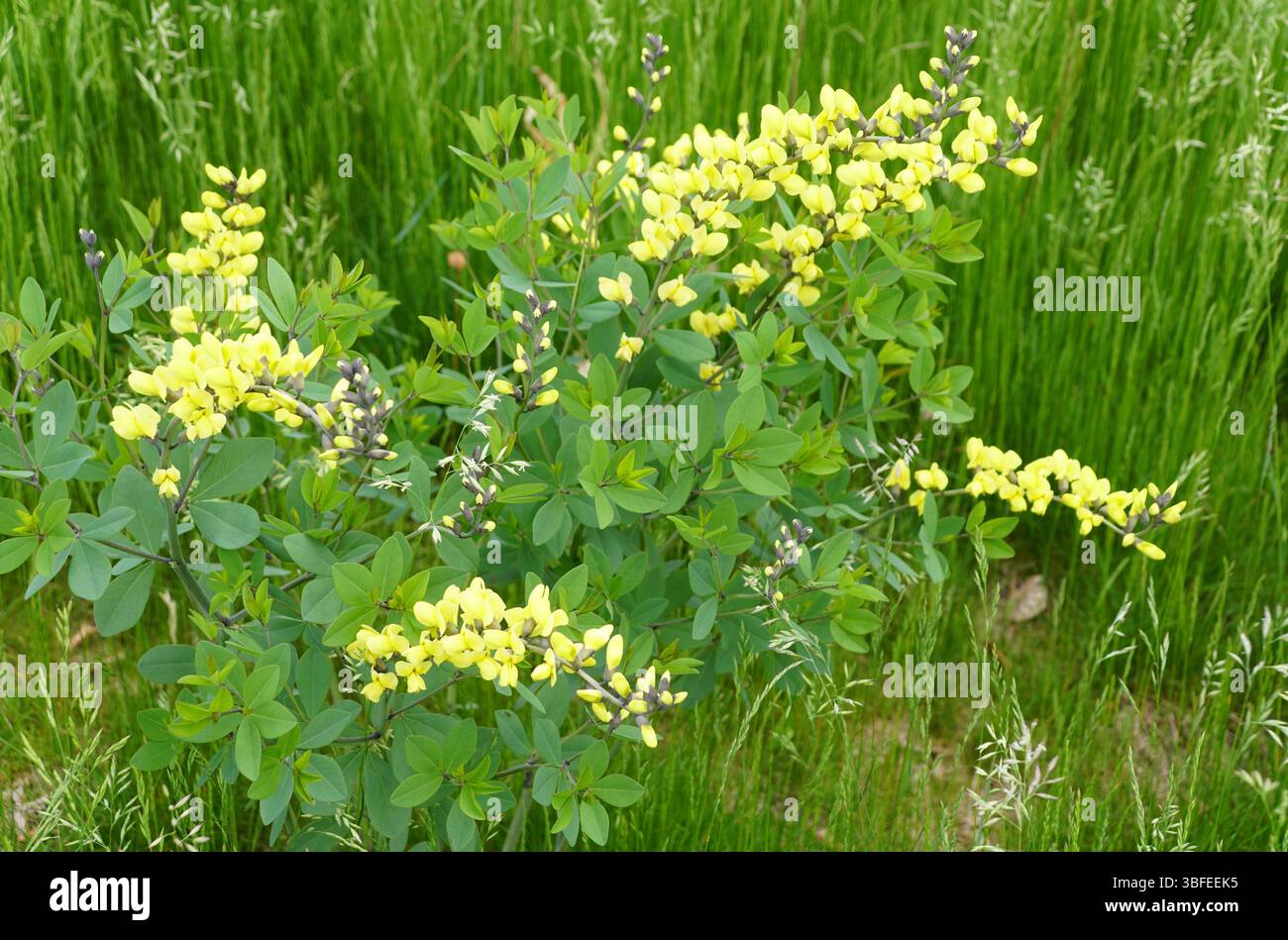Indigo Clusters Showcasing small clusters of yellow flowers hi-res stock photography ...