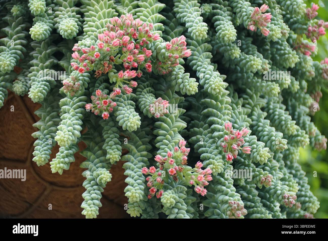 Close-up view Burro's Tail, showcasing its unique, spiraled formations and tiny red blooms. Stock Photo