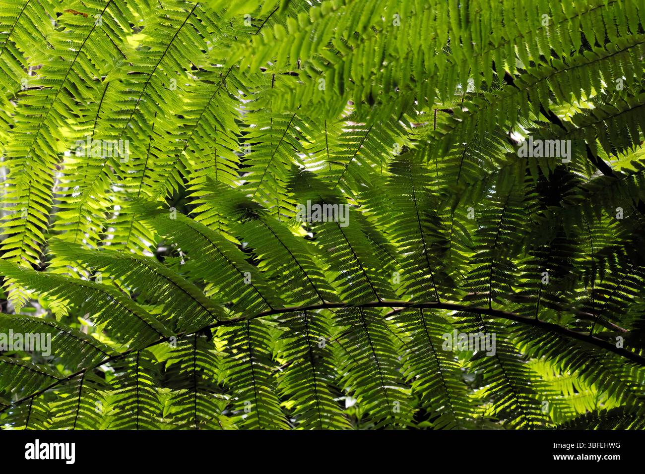Lush Green vegetation of the ilhabela rainforest Stock Photo - Alamy