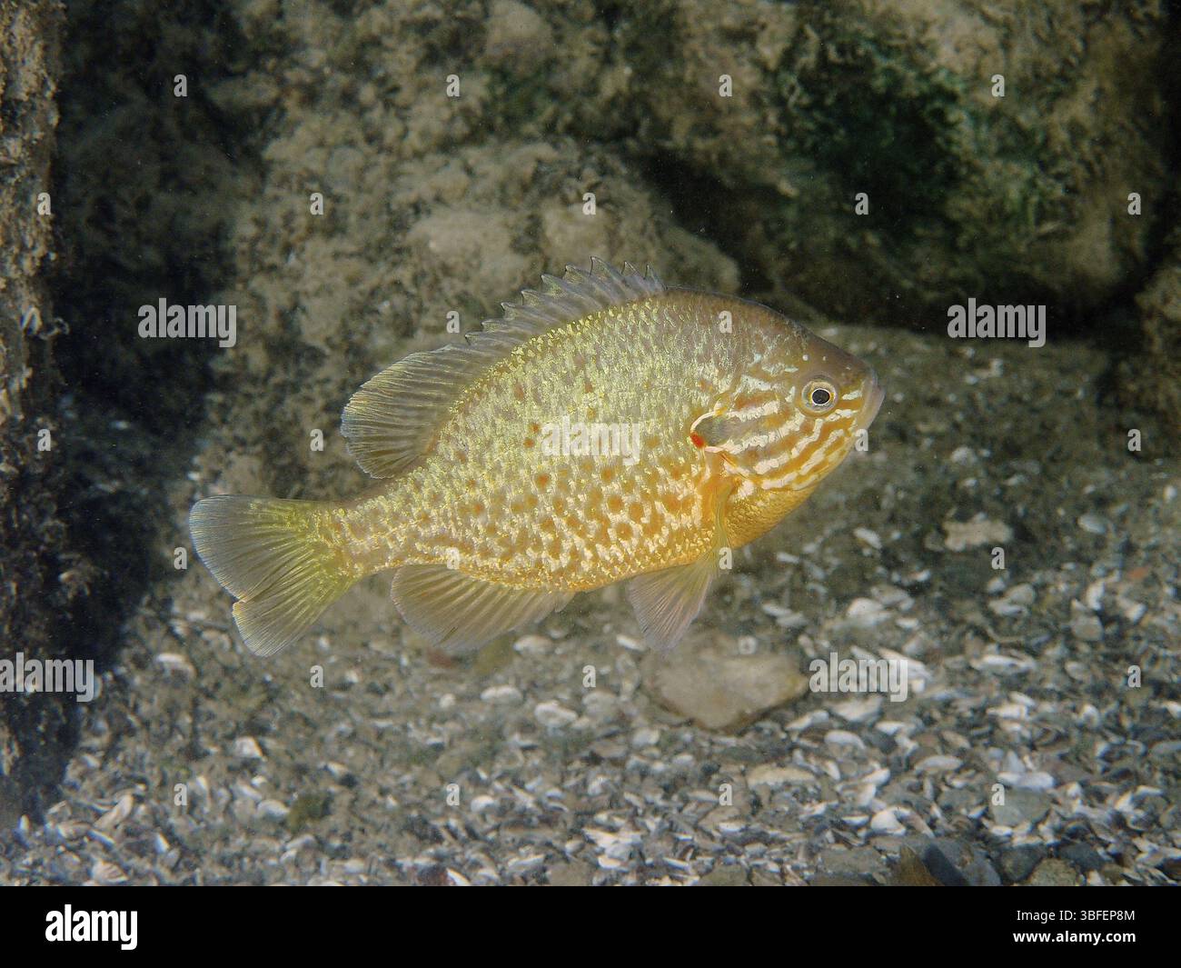 Pumpkinseed sunfish (Lepomis gibbosus Stock Photo - Alamy