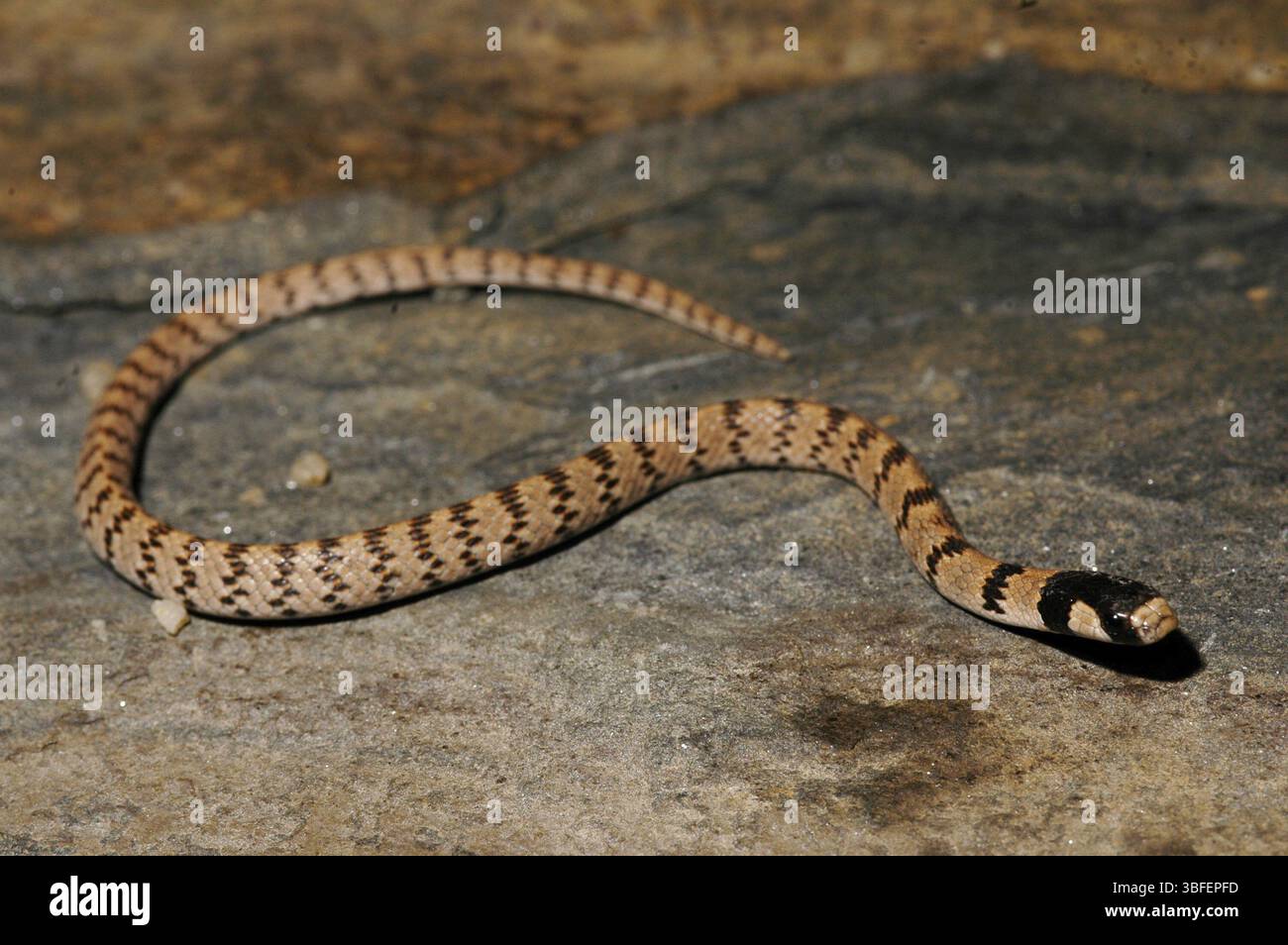 Roths dwarf snake eirenis rothi hi-res stock photography and images - Alamy