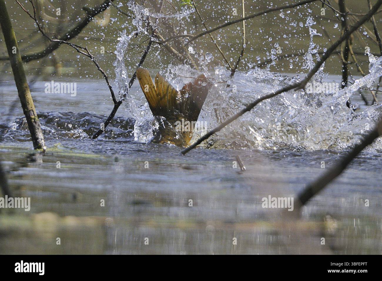 Spawning season (Cyprinus carpio) Stock Photo