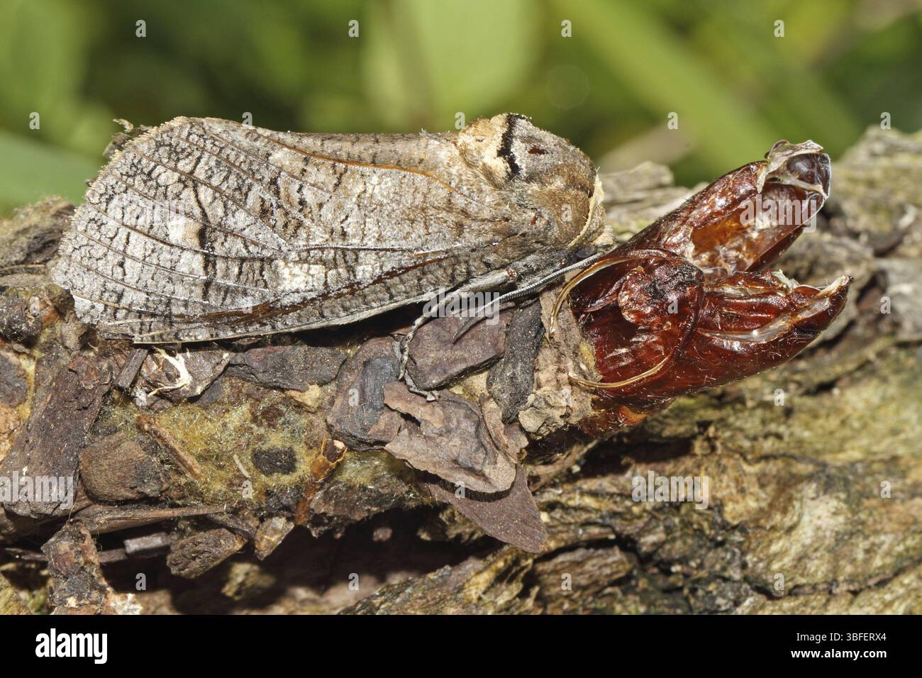 Willow borer (Cossus cossus Stock Photo - Alamy