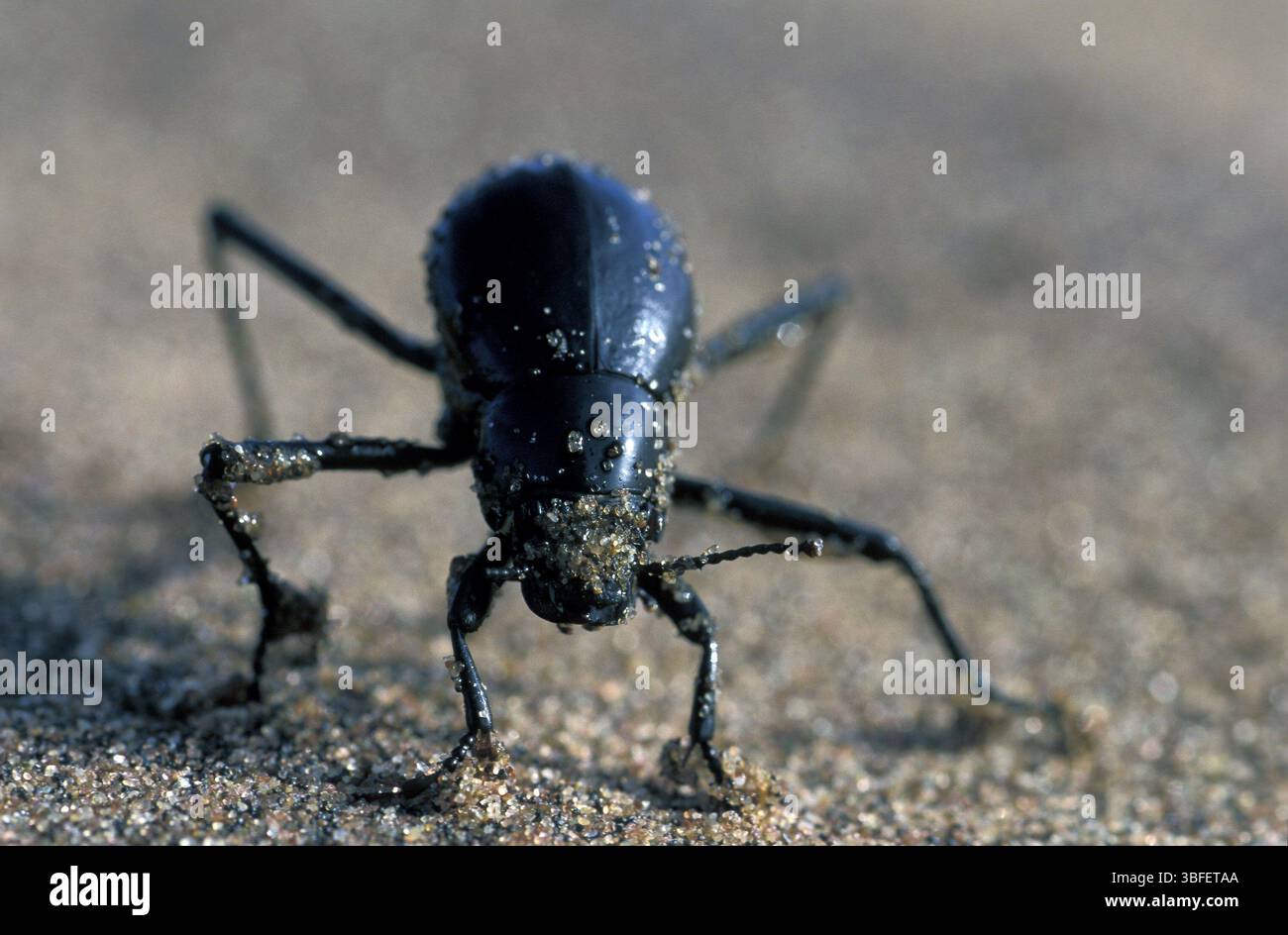 Bombardier beetle (Eleodes sp Stock Photo - Alamy