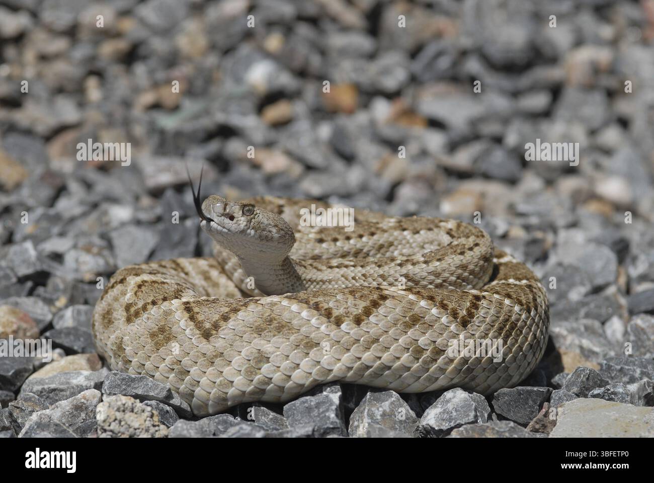 Texas rattlesnake (Crotalus atrox Stock Photo - Alamy