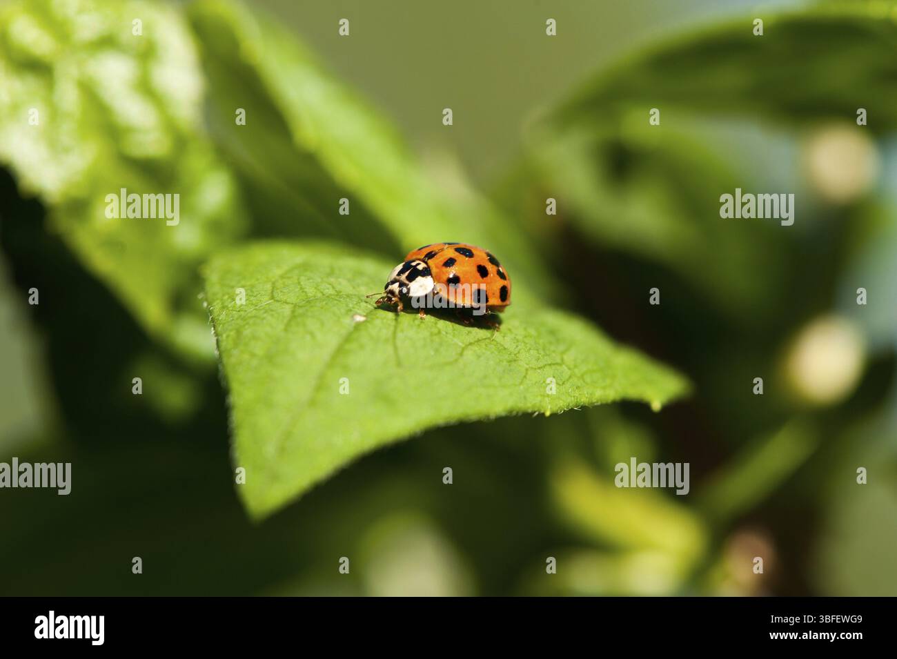 Ladybirds (Arthropoda) Stock Photo