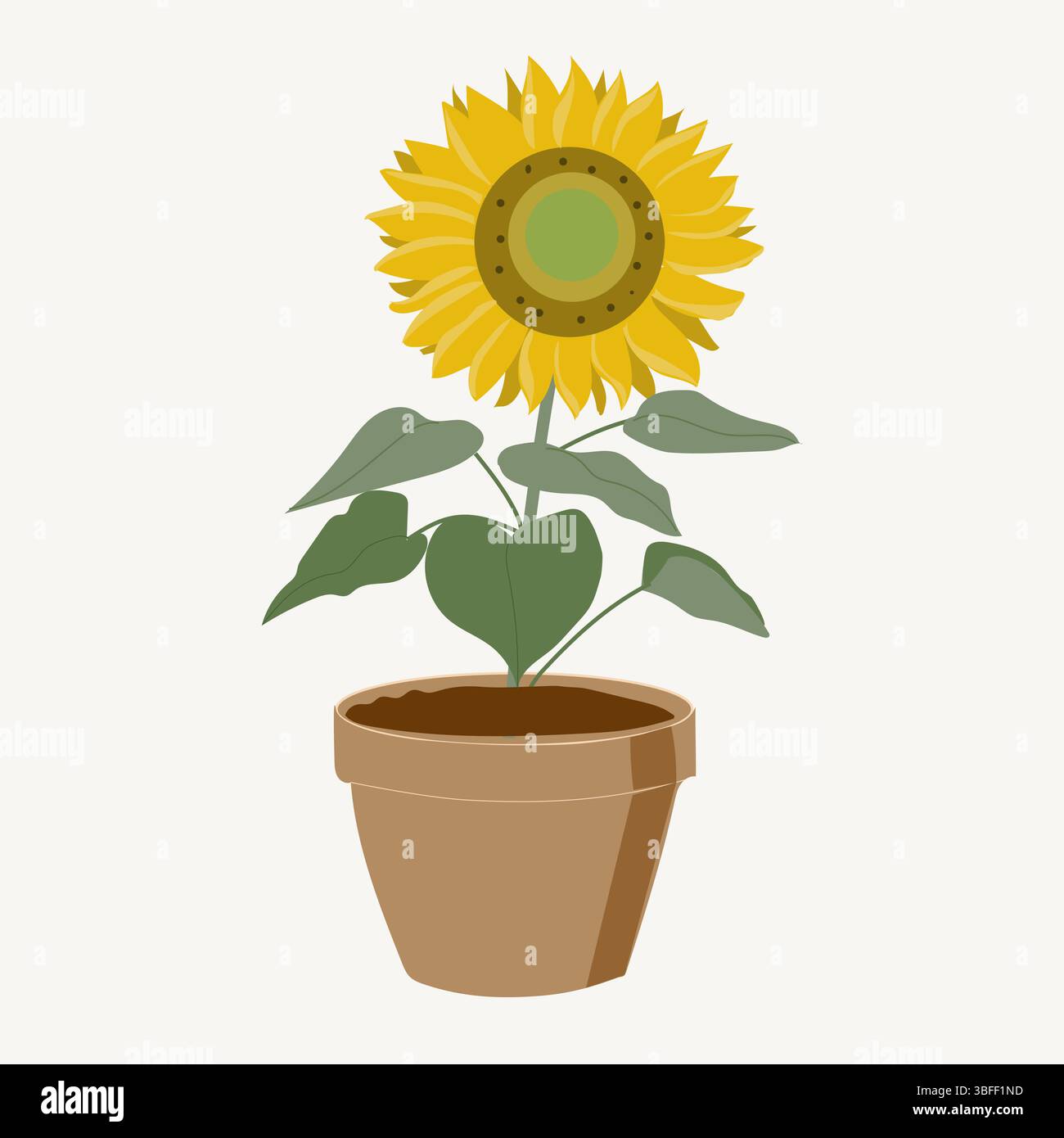 Flat vector sunflower isolated in pot, botany blossom Stock Vector