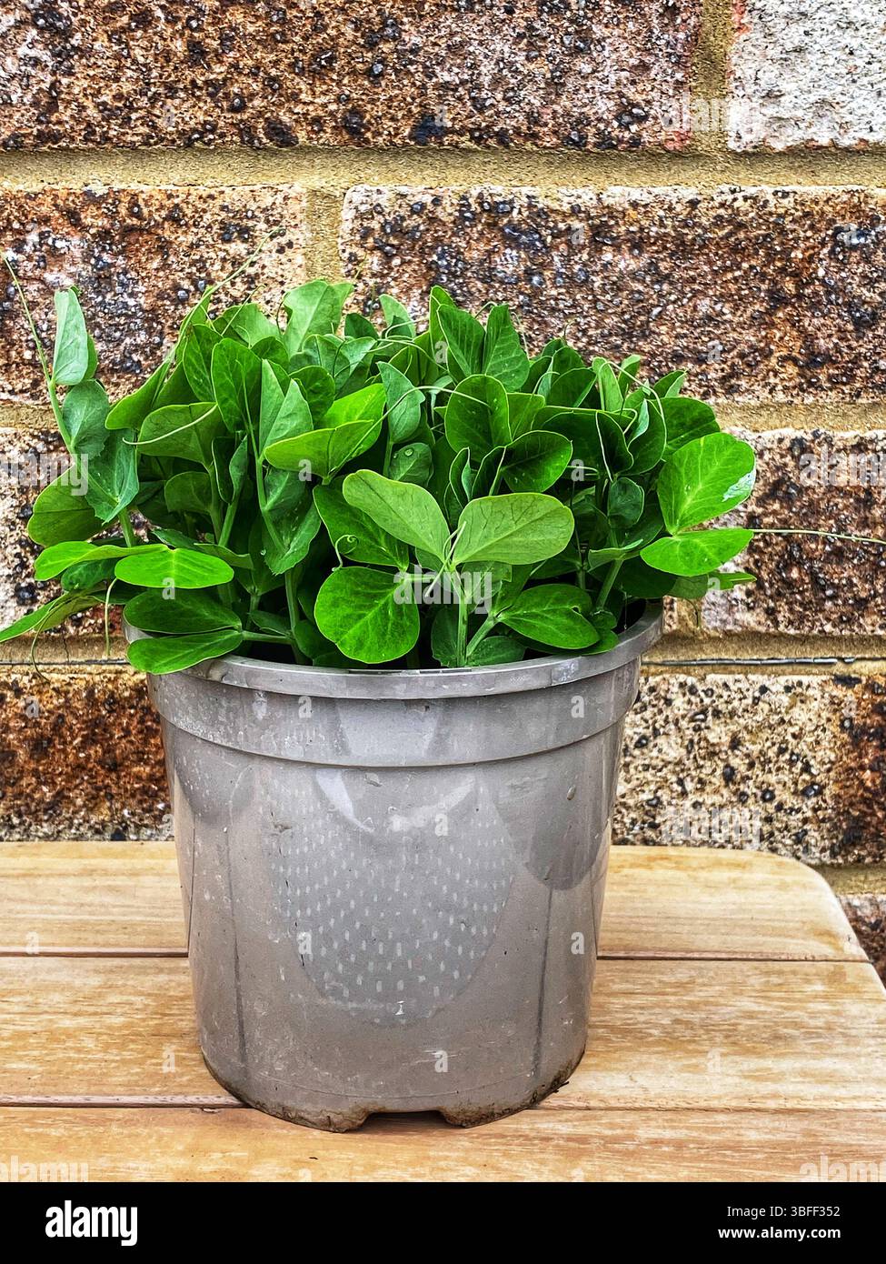 Pea shoots in a pot - Smartphone Captured Stock Image