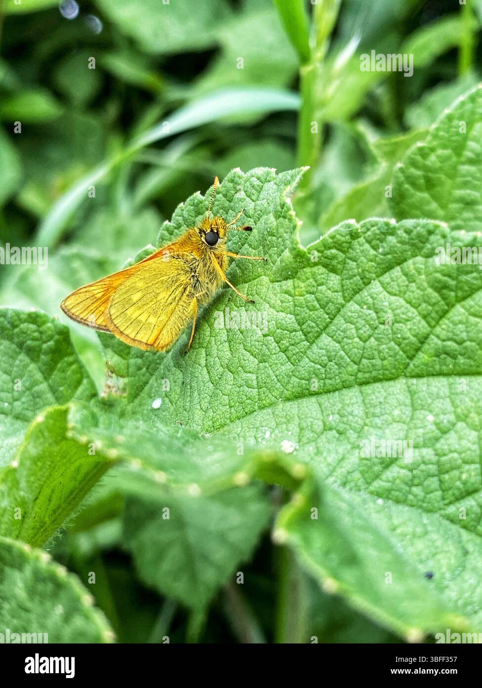 Large Skipper Moth on hogweed - Smartphone Captured Stock Image