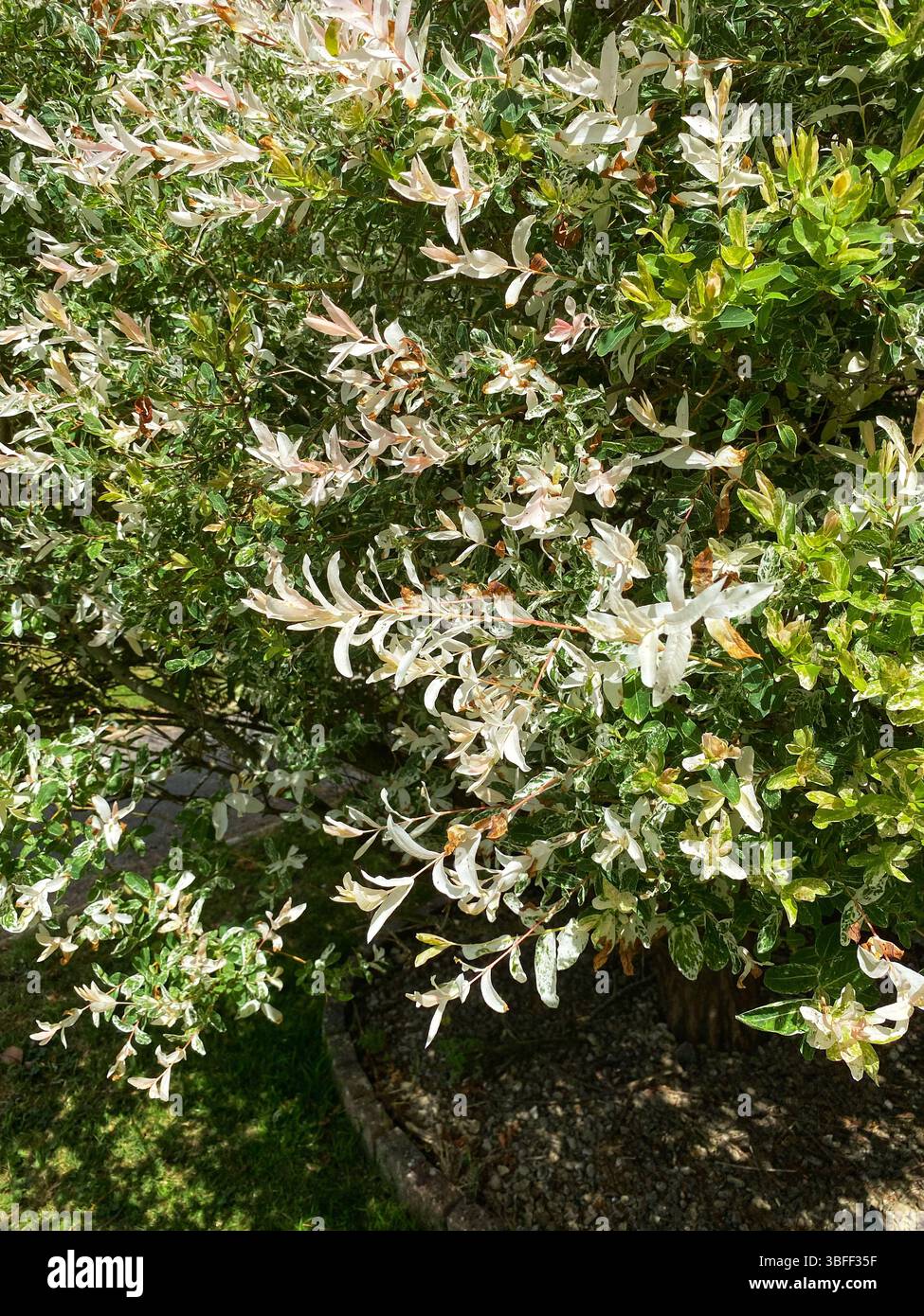 Close up of Dappled willow tree (Salix Integra) - Smartphone Captured Stock Image