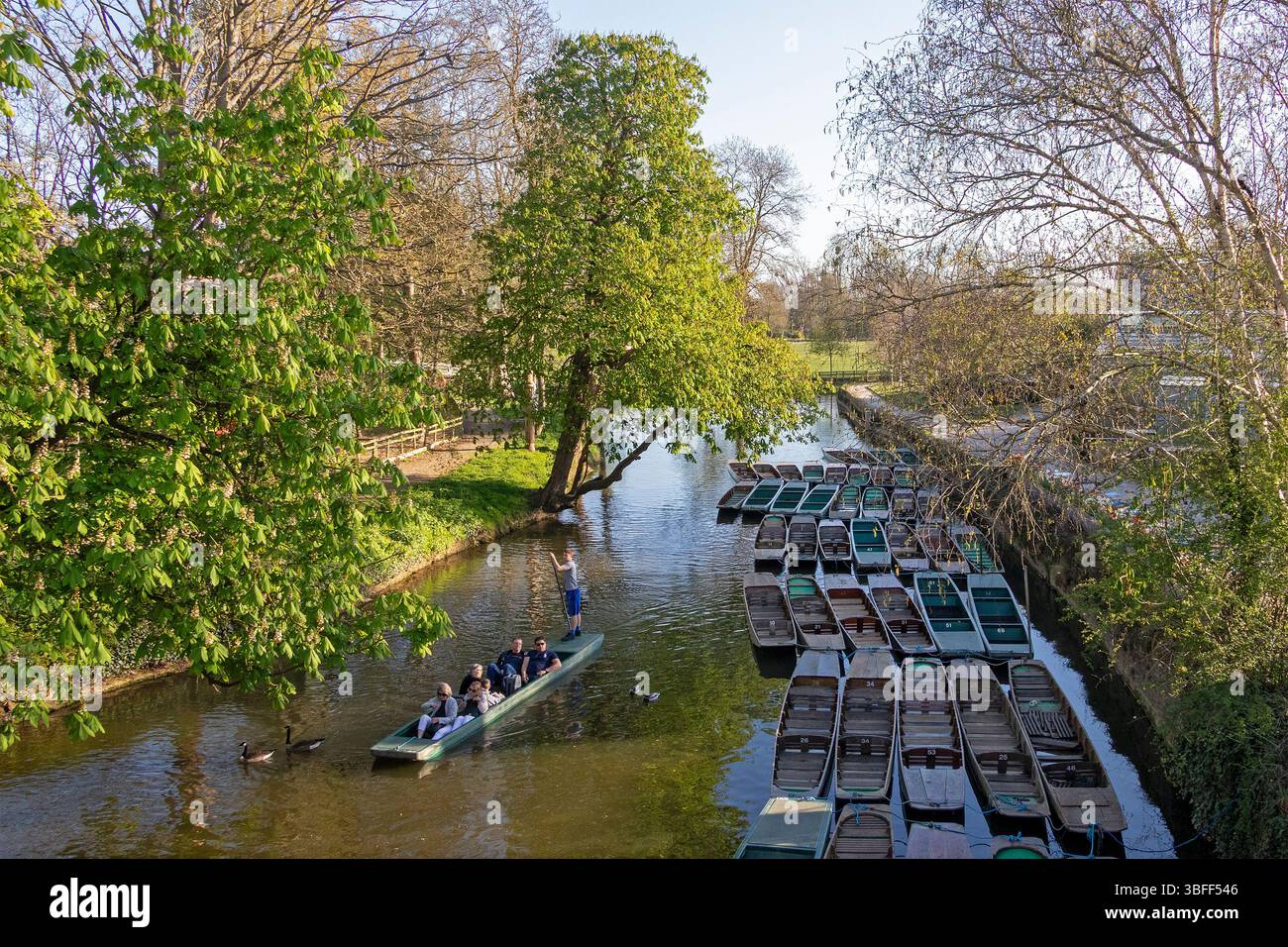 Tree, boats, punting, River Cherwell, Oxford, England, Great Britain Stock Photo