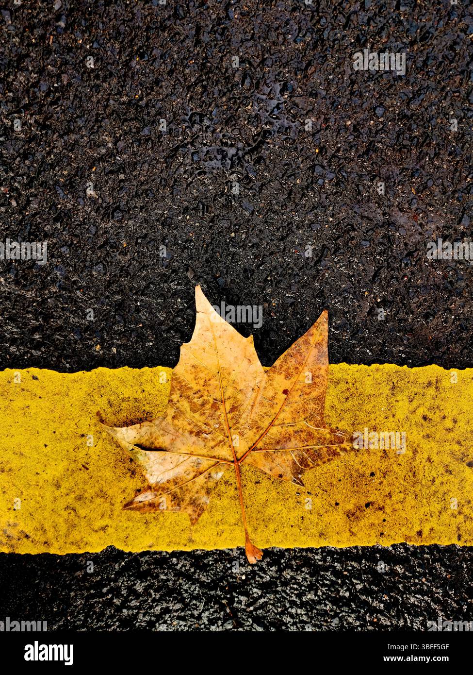 A dried maple leaf rests on a wet asphalt surface, contrasting with a bright yellow line. The scene captures the essence of autumn - Smartphone Captured Stock Image