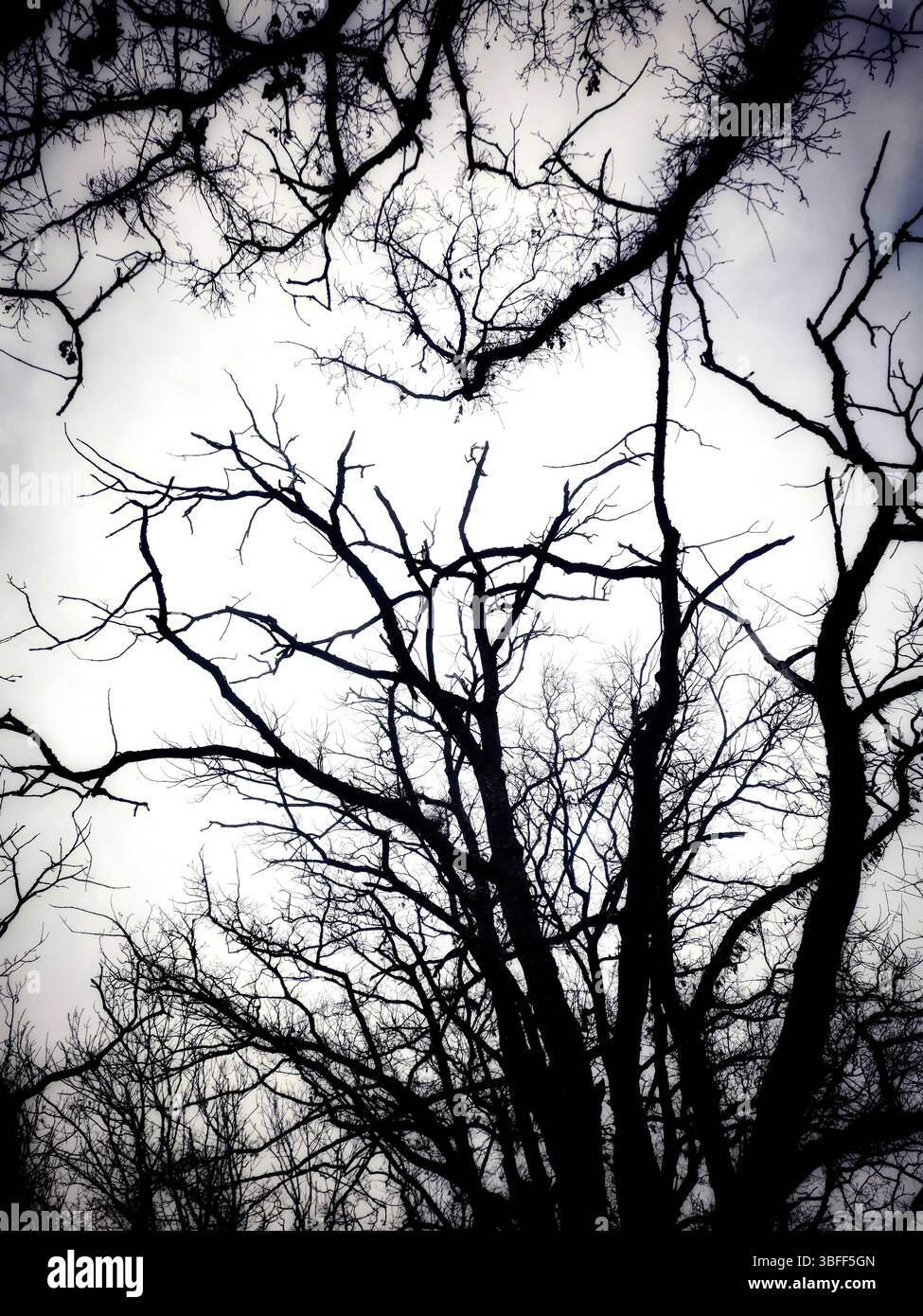 Gnarled tree branches stretch upwards, silhouetted against a cloudy sky. The stark contrast evokes a sense of solitude in the stillness of the forest. - Smartphone Captured Stock Image