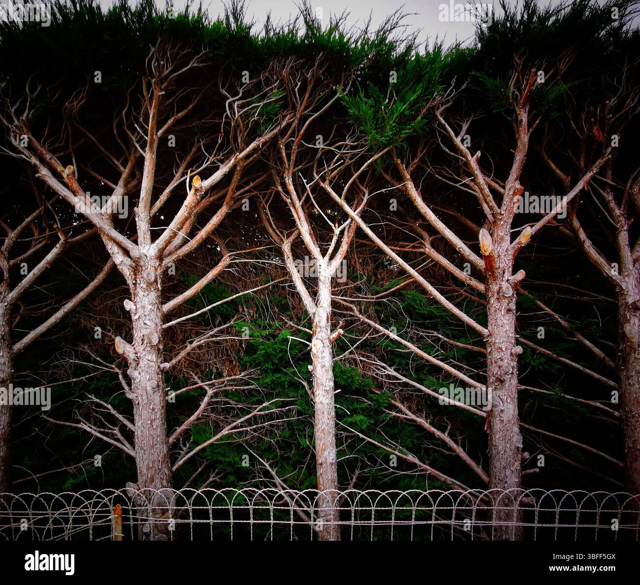 Tall pine trees display a unique arrangement of branches reaching skyward, blending into a dark background. - Smartphone Captured Stock Image