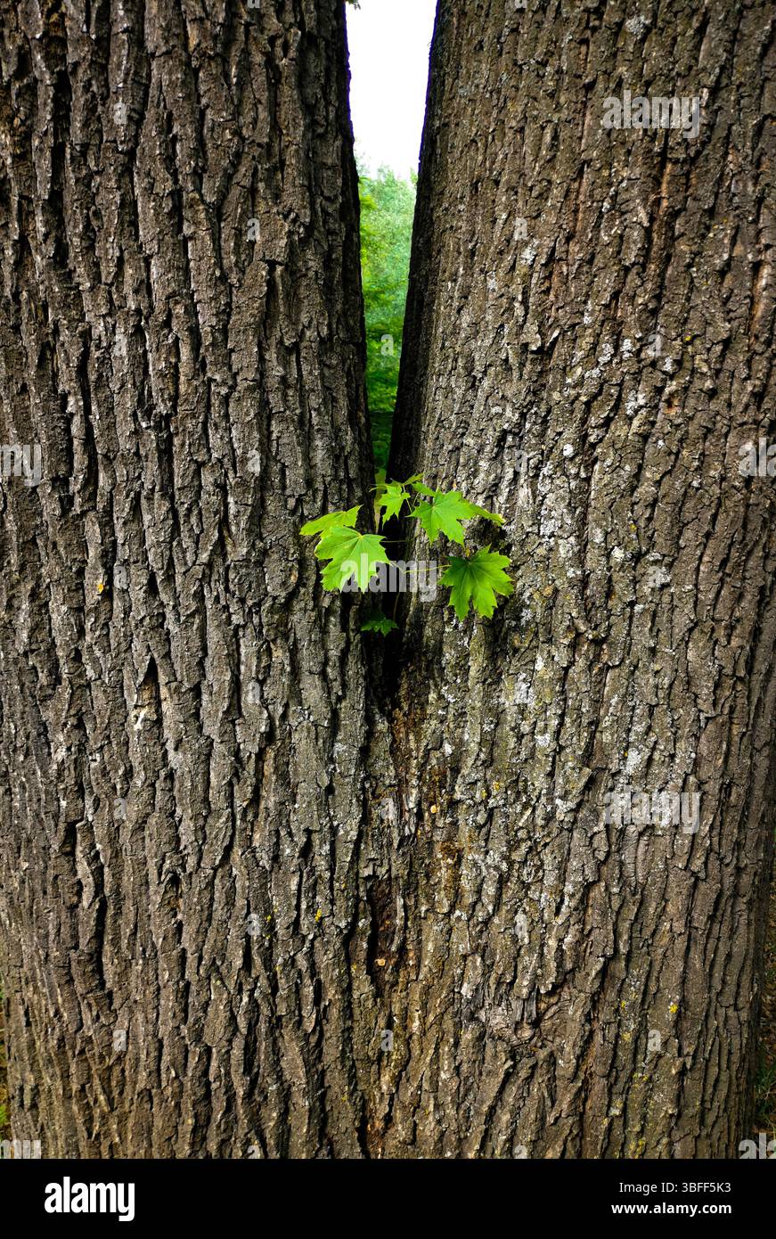 Bright green leaves emerge from the narrow gap between two large, textured tree trunks, surrounded by rich greenery in a serene forest environment. - Smartphone Captured Stock Image