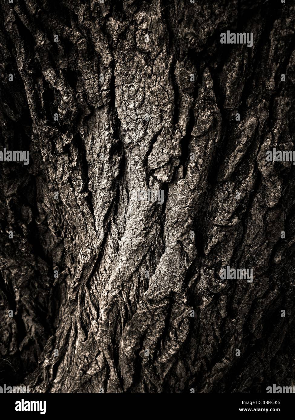 Detailed textures of a tree's bark reveal age and character, showcasing natural patterns and contours - Smartphone Captured Stock Image