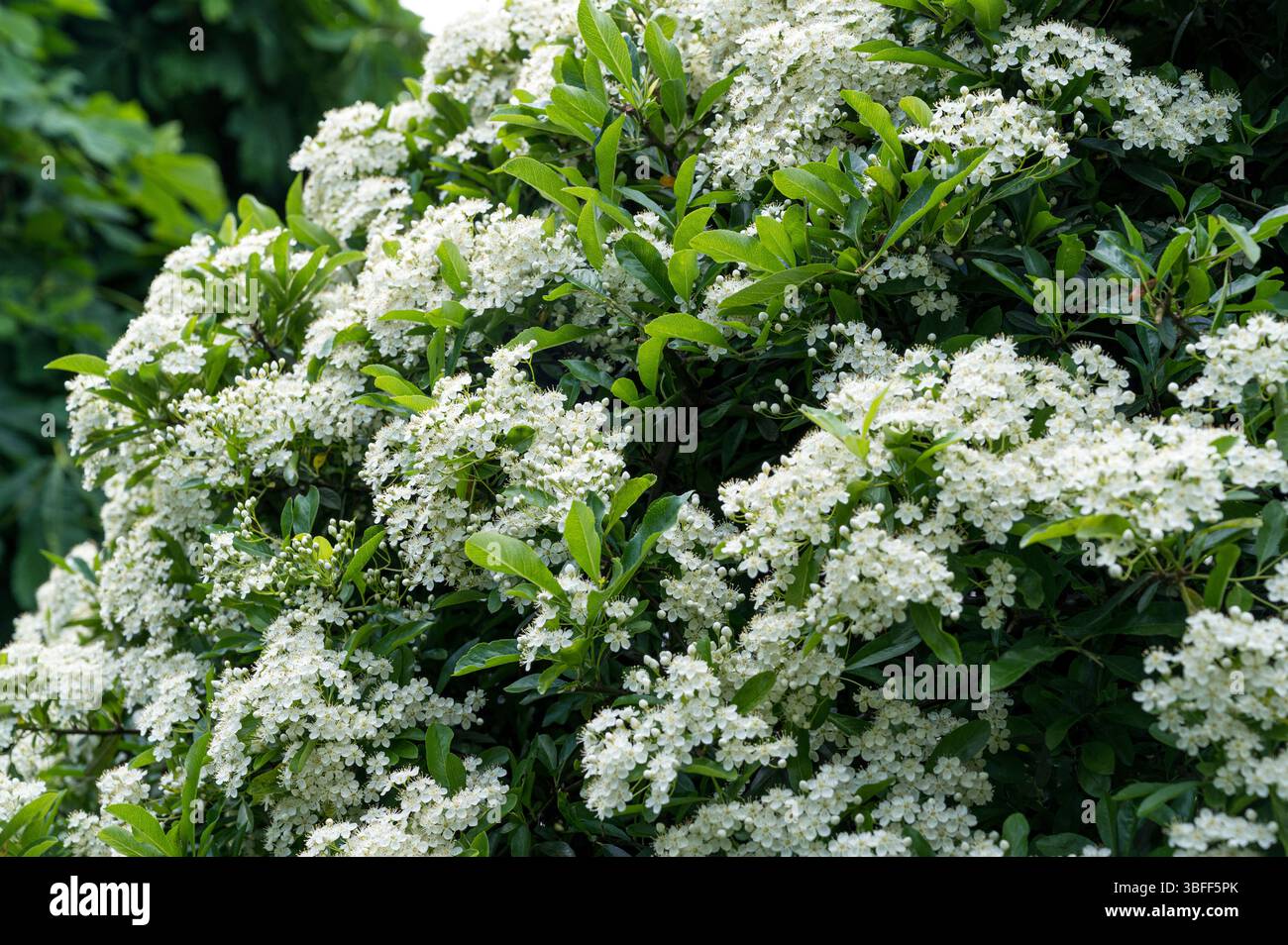 Pyracantha Saphyr Jaune Cadaune, white flowers of a firethorn. Stock Photo