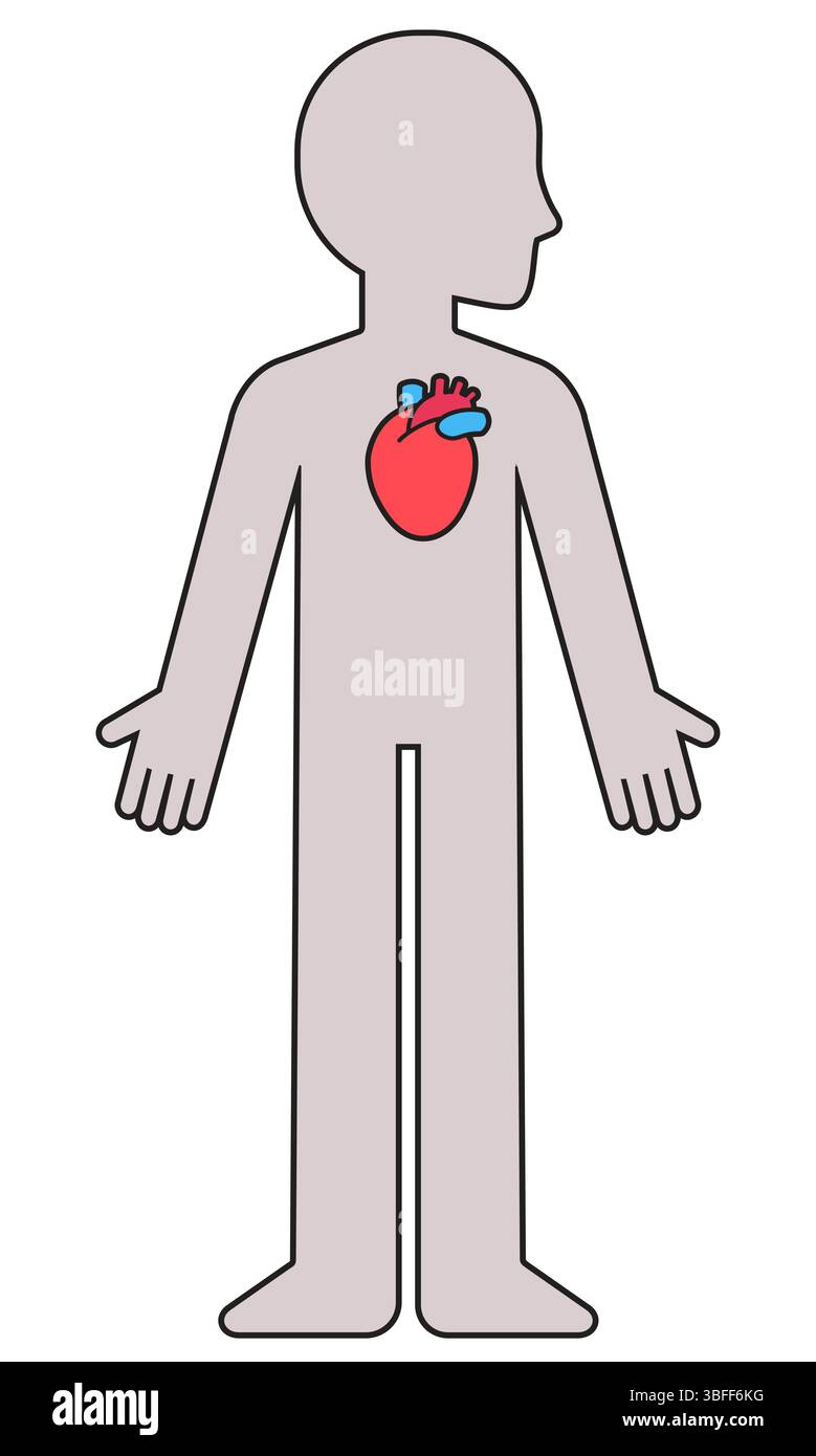 Cartoon human body silhouette with anatomical heart. Cardiovascular health, feelings and emotions. Vector clipart illustration. Stock Vector