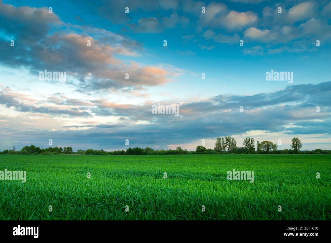 Green field and evening clouds on the sky, spring view Stock Photo