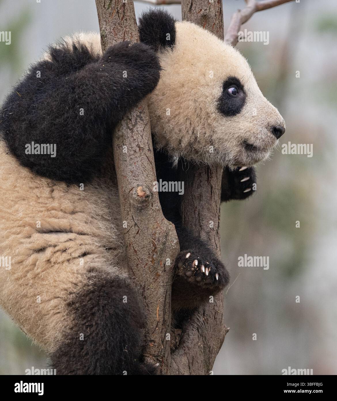 Panda, Sichuan Province, China Stock Photo