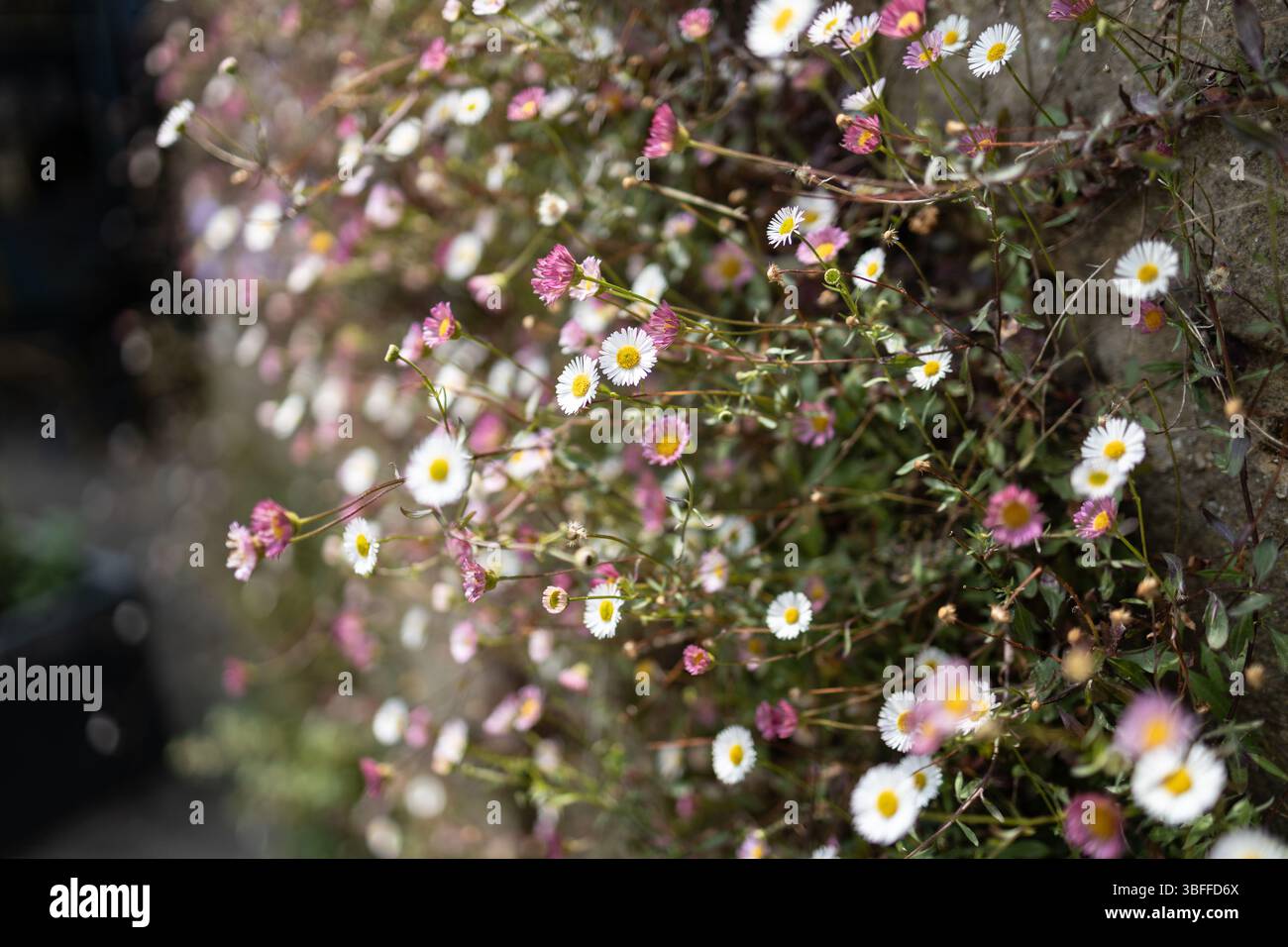 Daisies on a Brick Wall Stock Photo