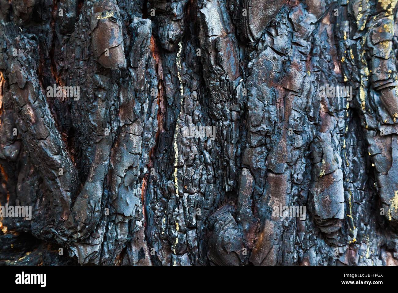 Burnt tree trunk bark texture. Stock Photo