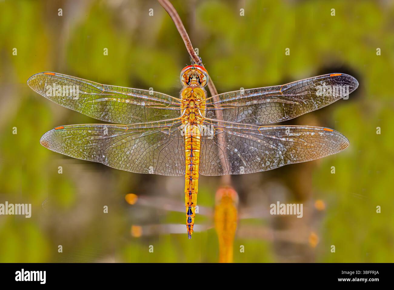 A Dragonfly resting on a wire Stock Photo