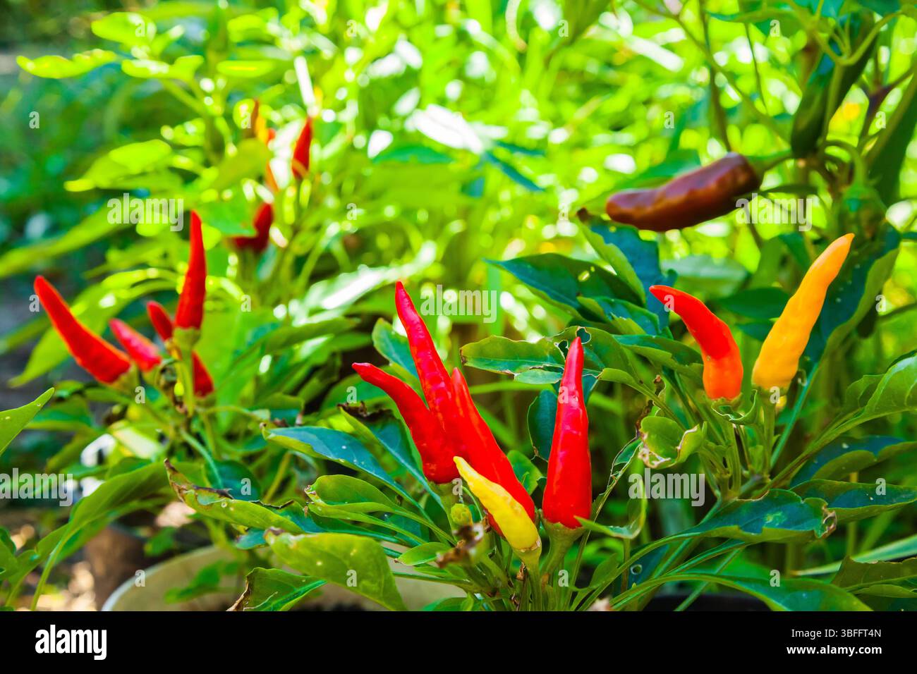 Hot pepper garden hi-res stock photography and images - Alamy