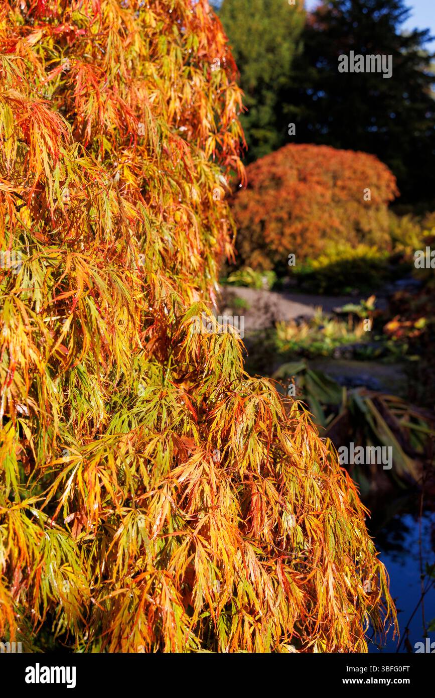 Acer in autumn colours Stock Photo