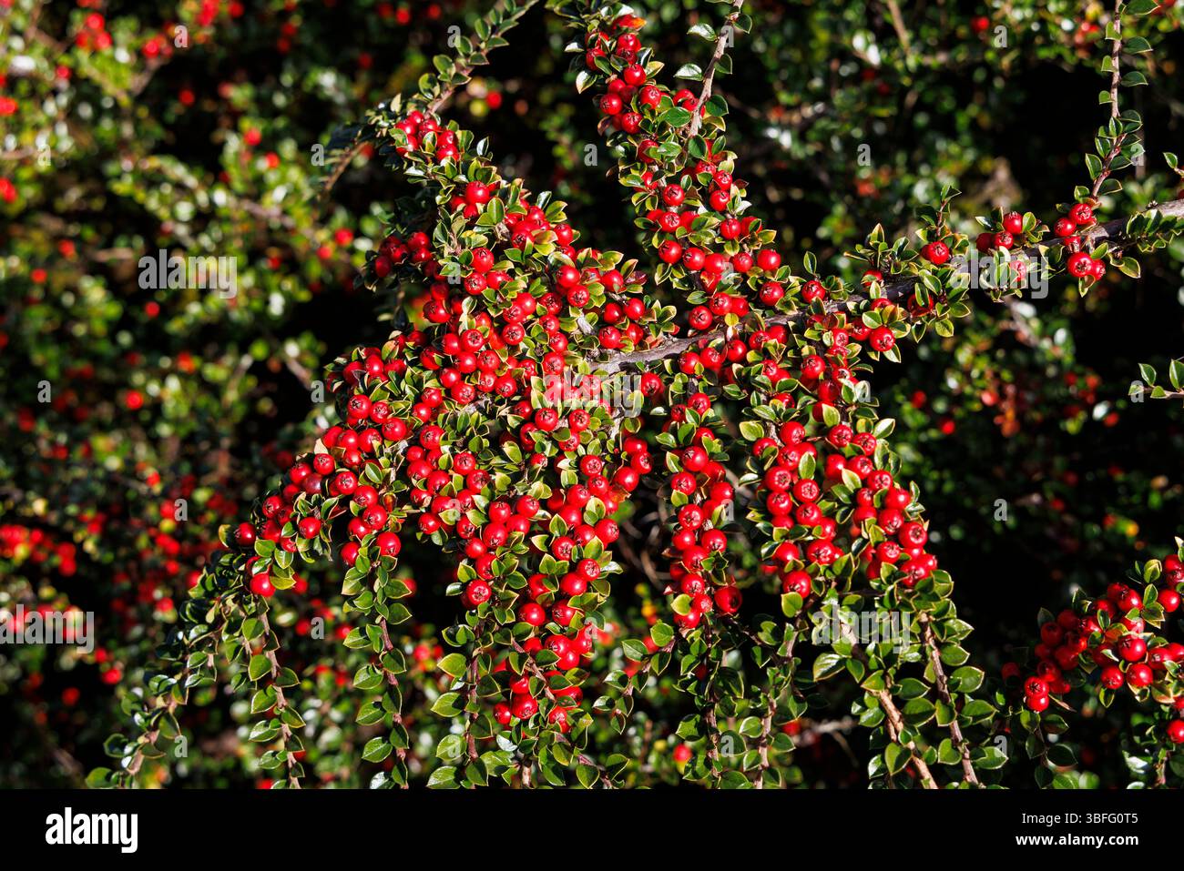 Cotoneaster with berries, England, UK Stock Photo