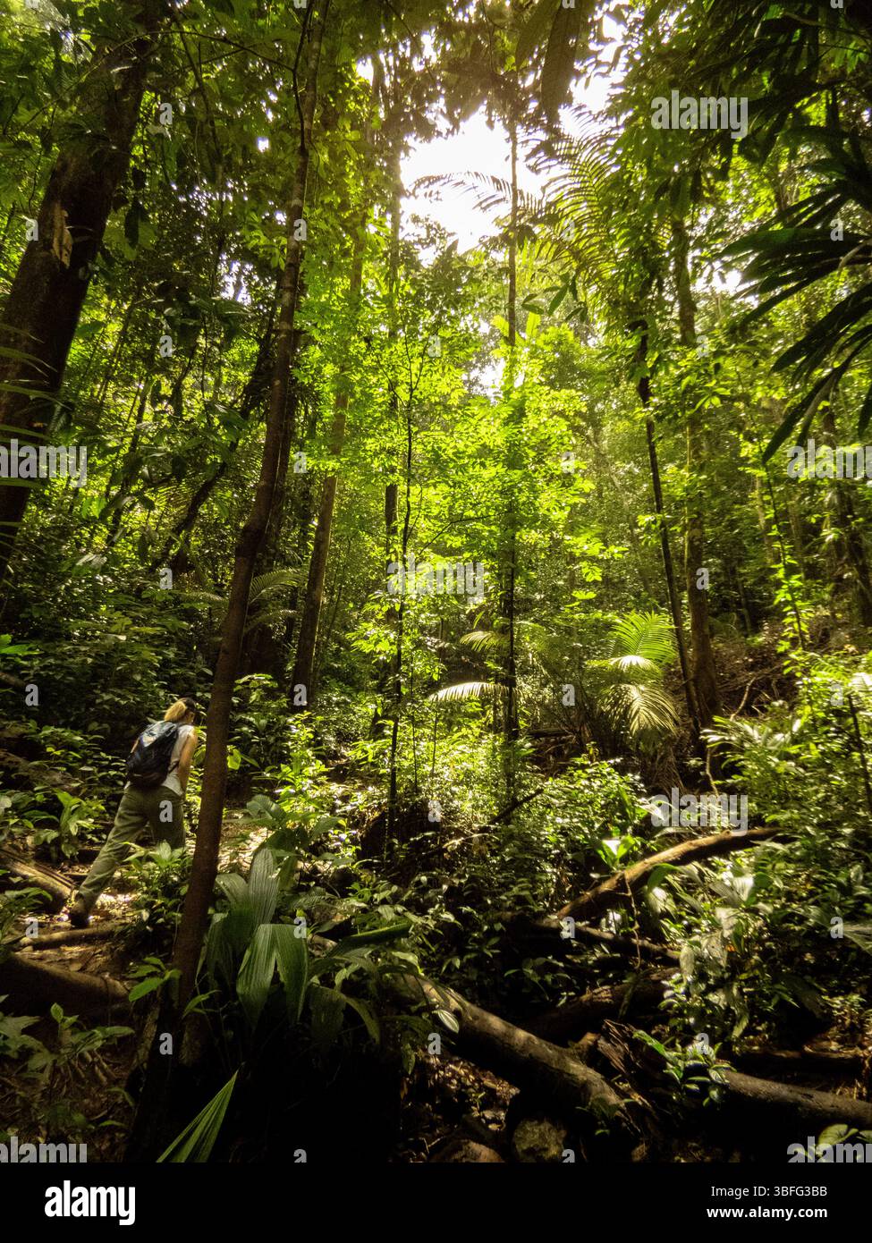 Forest trees dense walking hi-res stock photography and images - Alamy
