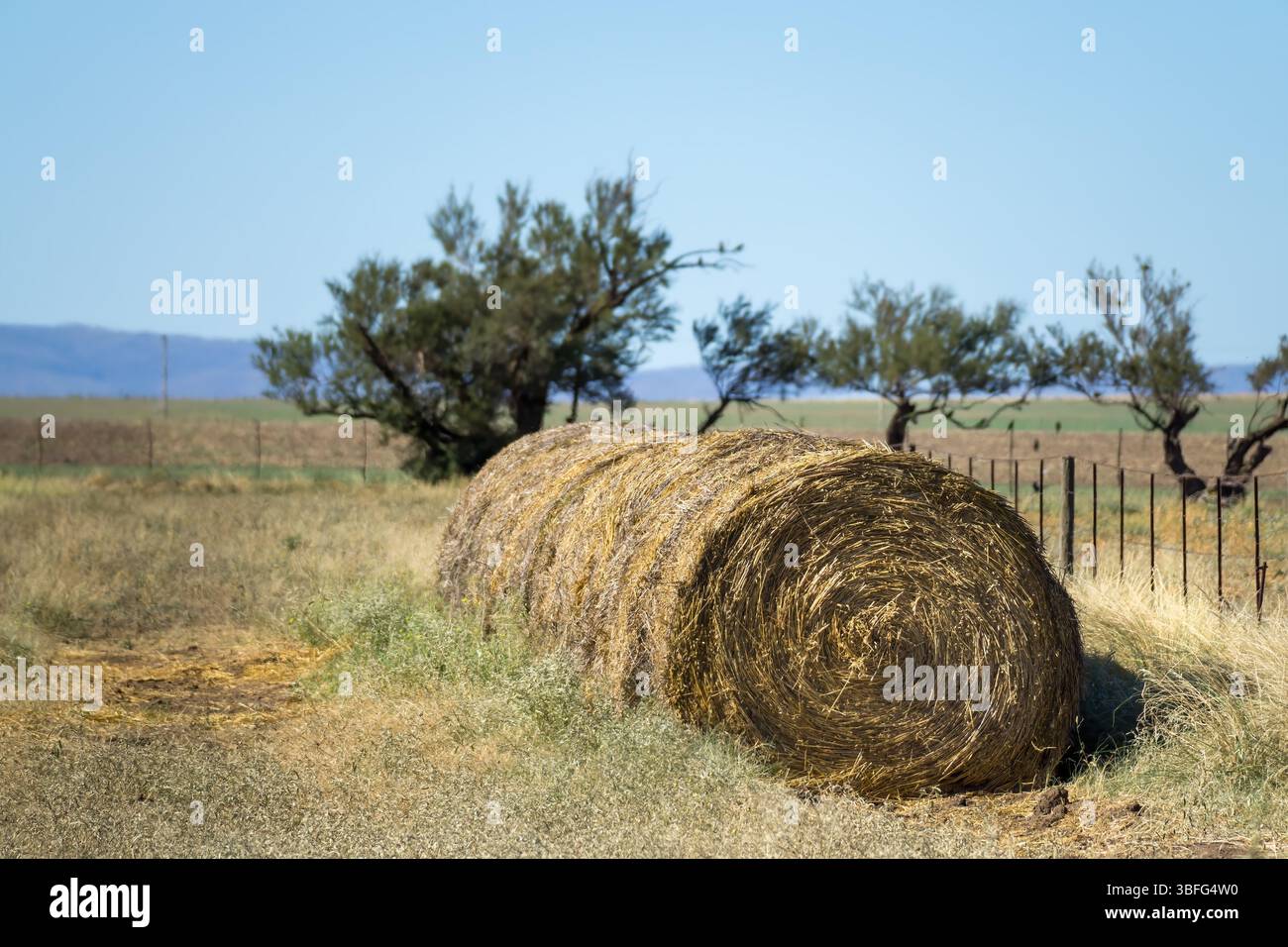 large round hay bale in a field under blue sky for cattle feeding and ...