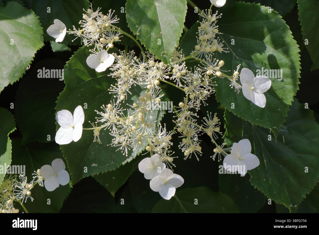 A beautiful white climbing hydrangea Stock Photo