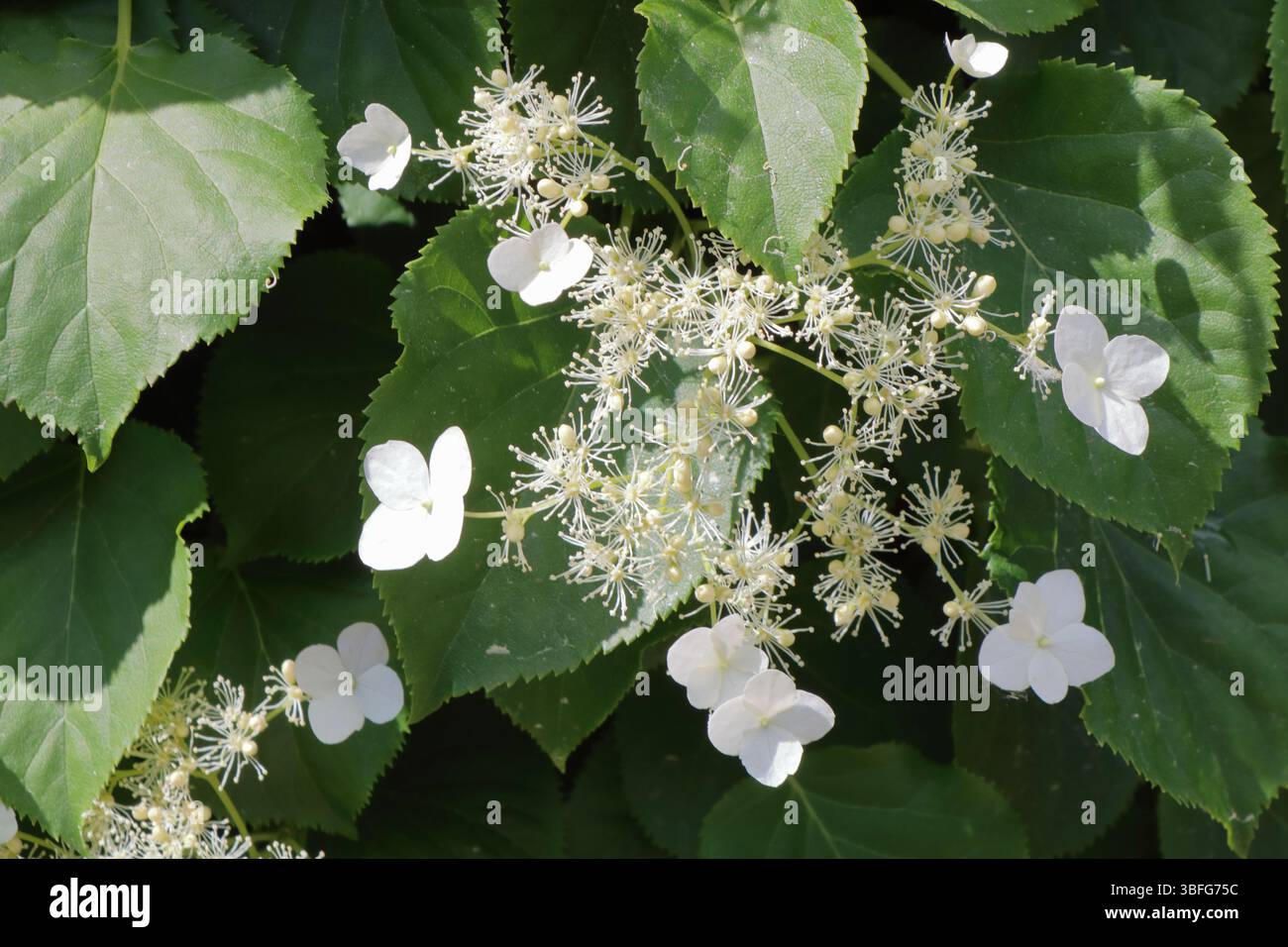 A beautiful white climbing hydrangea Stock Photo
