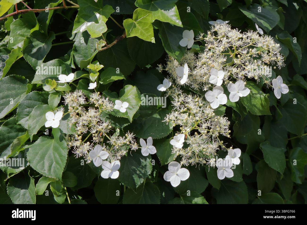 A beautiful white climbing hydrangea Stock Photo