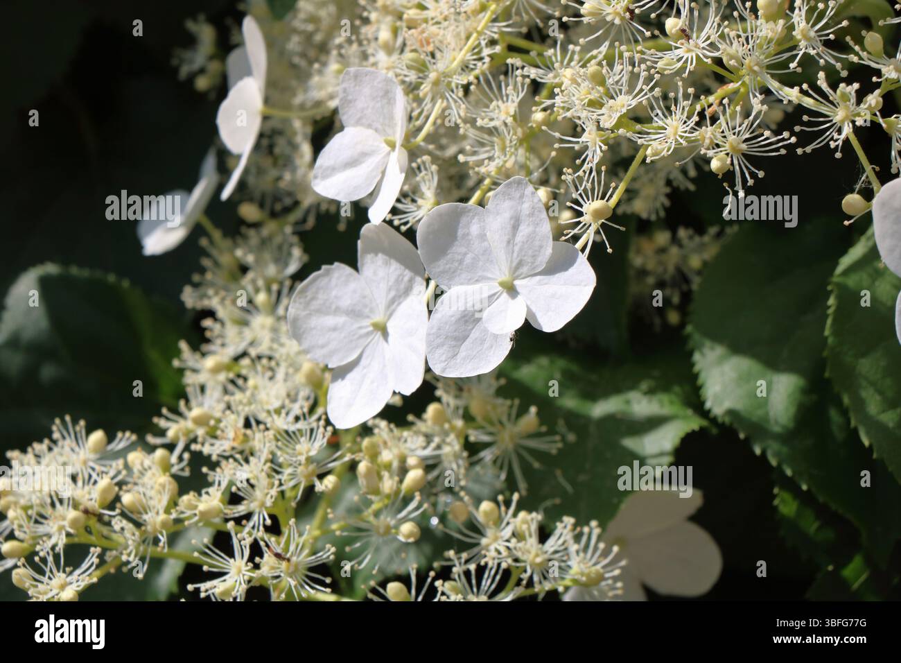 A beautiful white climbing hydrangea Stock Photo