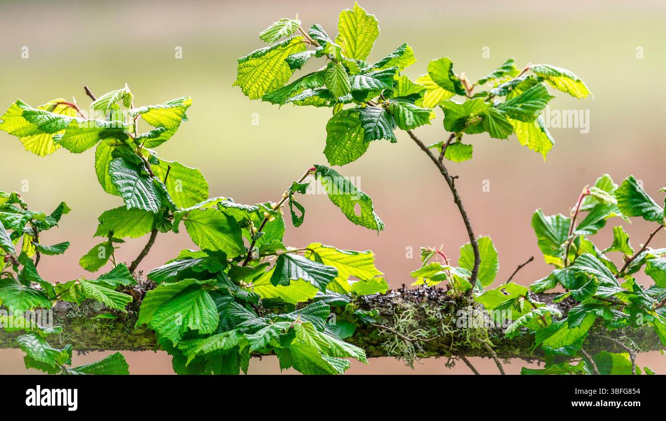Nature tree branch and lush leaves in wide image Stock Photo